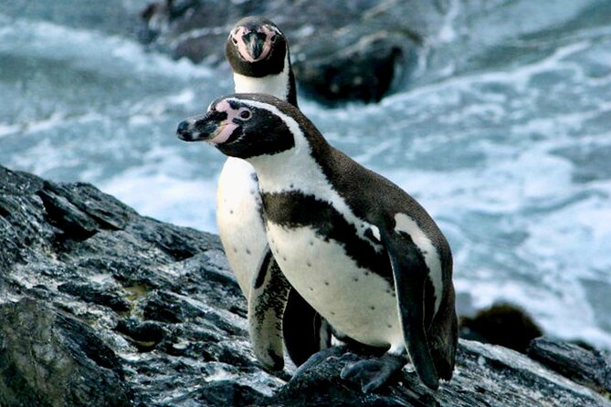 Fr VALPO: WILD PENGUINS, SEALION, SANDBOARD, PARAGLIDING & PICNIC - Penguins, Dunes, and Paragliders in One Tight 7 to 9 Hours