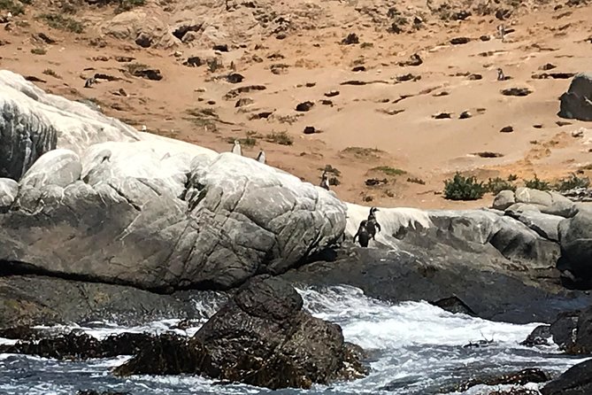 Fr VALPO: WILD PENGUINS, SEALION, SANDBOARD, PARAGLIDING & PICNIC - Who Should Book This Day on the Coast, and Who Should Rethink It
