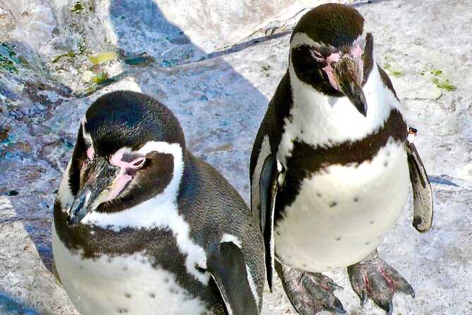 Fr VALPO: WILD PENGUINS, SEALION, SANDBOARD, PARAGLIDING & PICNIC - Lunch at Parapente Aire Libre: Empanadas, Drinks, and Optional Paragliding
