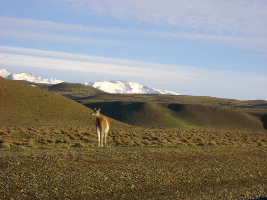 From Puerto Natales: Torres del Paine National Park Trip - Guide Quality, Language, and the One Thing You Should Verify