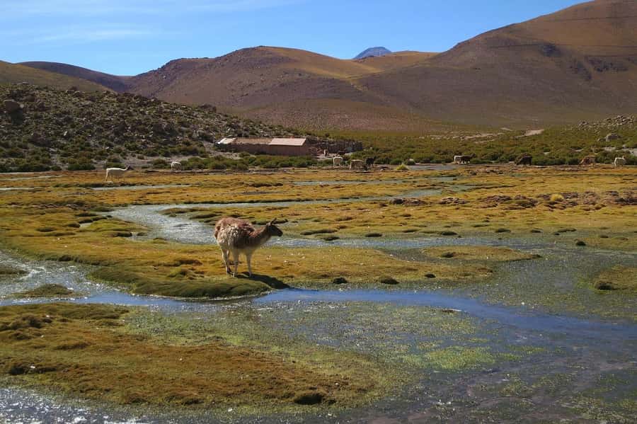 From San Pedro de Atacama: Geysers del Tatio Half-Day Tour - The geothermal field hike: steam, pools, and the guide’s job