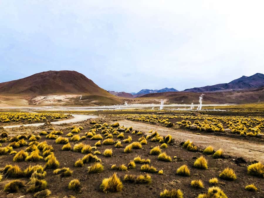 From San Pedro de Atacama: Geysers del Tatio Half-Day Tour - Breakfast right after the hike, not before