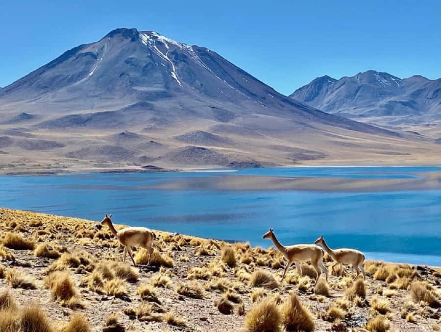 From San Pedro de Atacama: Lagoons and Piedras Reds - Socaire at the Andes Edge: Church Stop and Agriculture Lessons