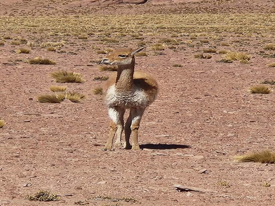From San Pedro de Atacama: Lagoons and Piedras Reds - Miscanti and Meñiques Lagoons at 4,200m: Volcano Views and Bird Time