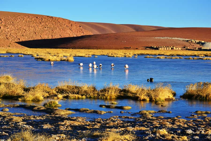 From San Pedro de Atacama: Tatio Geysers and Machuca Tour - Key points worth knowing