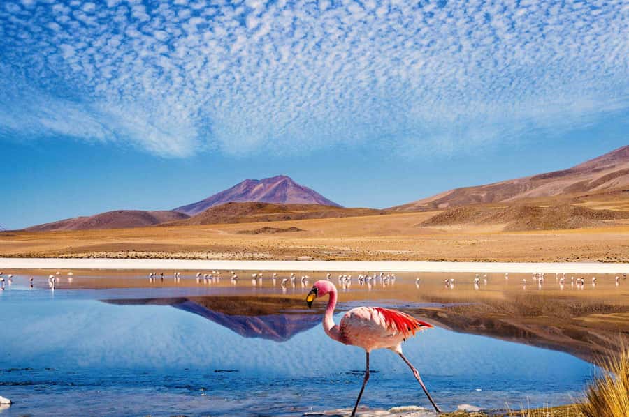 From San Pedro de Atacama: The Salt Flats Route, Full day - The 08:00 Departure, Border Control, and Why Timing Matters