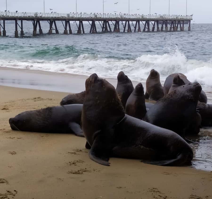 From Santiago: Highlights of Valparaiso and Viña del Mar - Valparaíso with a guide: UNESCO viewpoints and the art-alley logic