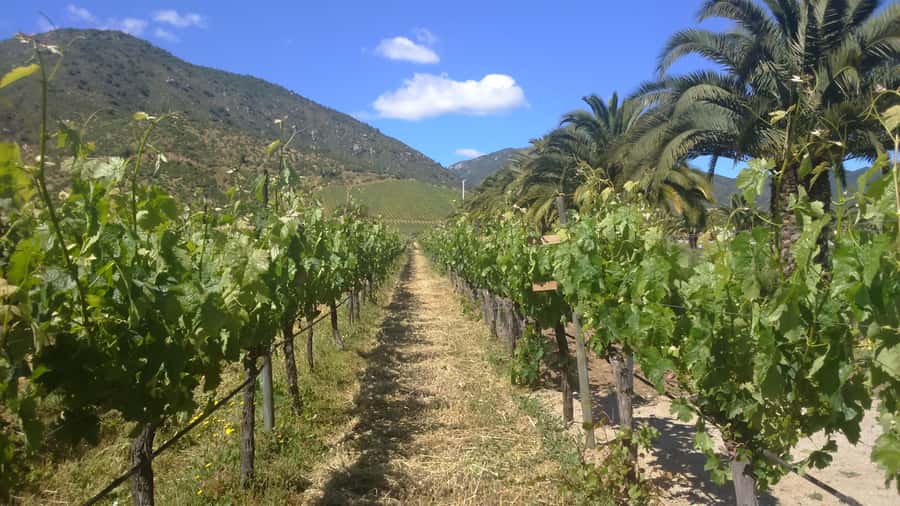 From Santiago: Isla Negra, Pablo Neruda Museum & Winery Tour - A Long, Scenic Day Trip With Real Variety From Santiago