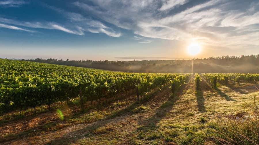 From Santiago: Isla Negra, Pablo Neruda Museum & Winery Tour - Wine Tasting, Bottle Shopping, and How to Decide What to Buy