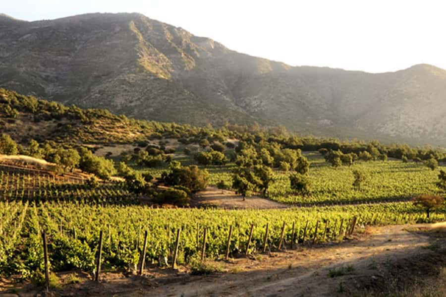 From Santiago: Maipo Valley Wine Tour - How the Winery Visits Work (Cellars, Tastings, and Comparisons)