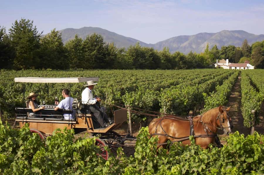 From Santiago: Private Colchagua Valley Wine Tour w/ Tasting - Quick hits before you go