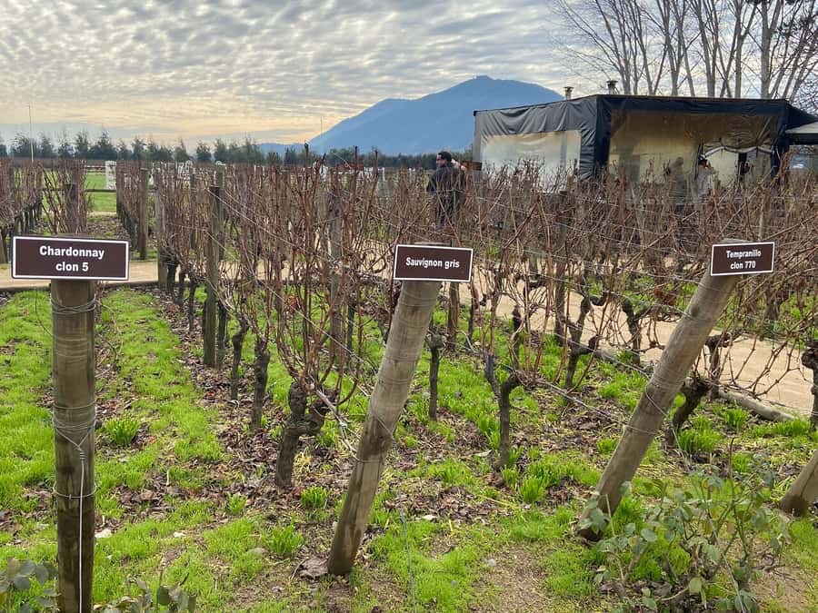 From Santiago: Private Colchagua Valley Wine Tour w/ Tasting - Your second winery stop, from Montes to Cono Sur