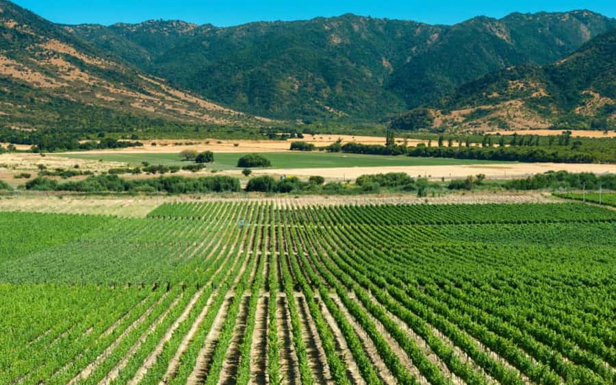 From Santiago: Private Colchagua Valley Wine Tour w/ Tasting - Viu Manent Vineyard and the horse-drawn cart ride