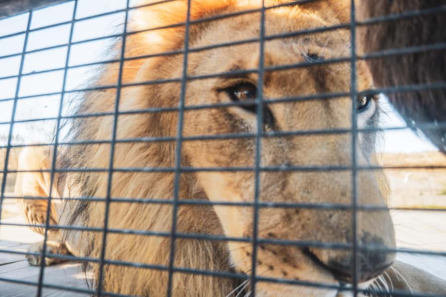 From Santiago: Rancagua Safari Park Zoo - Key highlights worth planning for