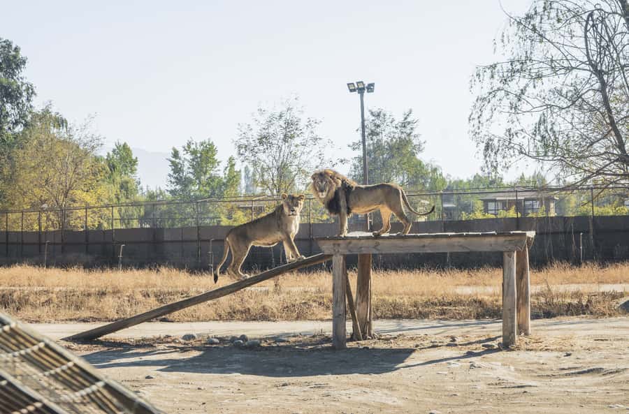 From Santiago: Rancagua Safari Park Zoo - A rehabilitated-wildlife safari day outside Santiago
