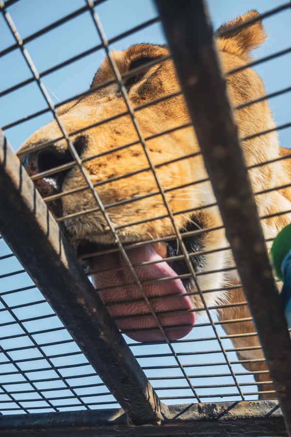 From Santiago: Rancagua Safari Park Zoo - Herbivore Safari and Big Cat Safari: two different viewing styles