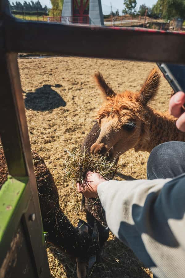 From Santiago: Rancagua Safari Park Zoo - Why the rehab mission changes the experience (and how to watch with intent)