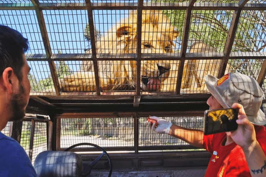 From Santiago: Safari Park, a wild experience - Big Cats Safari Park: close viewing with safe vehicle rules