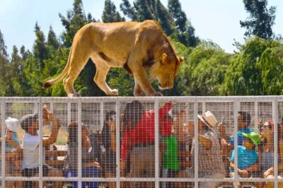 Safari Park, a wild experience