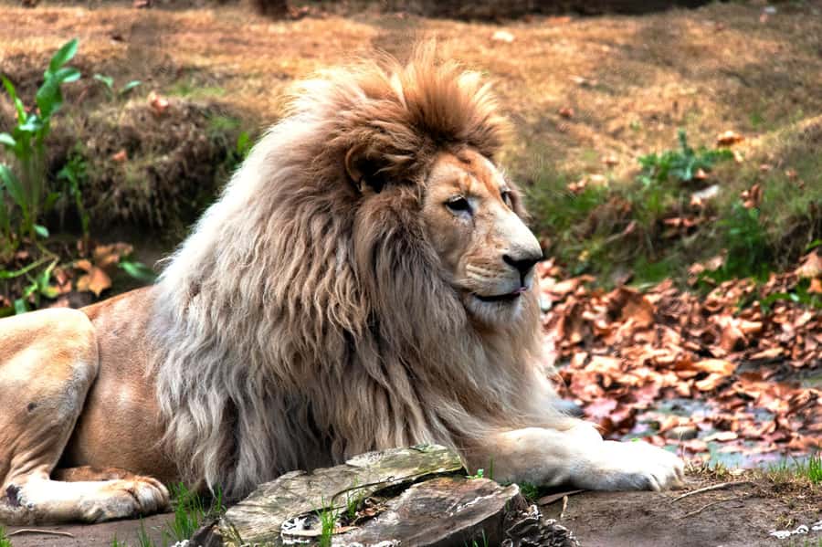 From Santiago: Safari Park, a wild experience - Who should book this and who should skip it