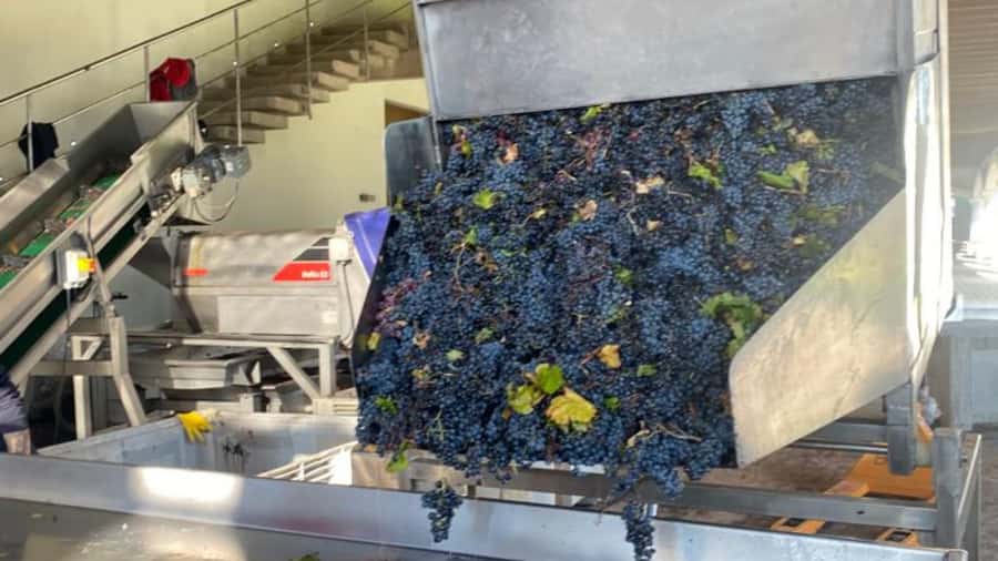 From Santiago: Undurraga Winery Tour with Tasting - FAQ