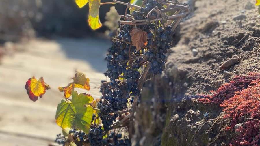From Santiago: Undurraga Winery Tour with Tasting - Centuries-old cellars: what you see underground and why it matters
