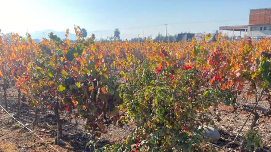 From Santiago: Undurraga Winery Tour with Tasting - Tasting four (or three) reserved wines: what to expect and how to pace