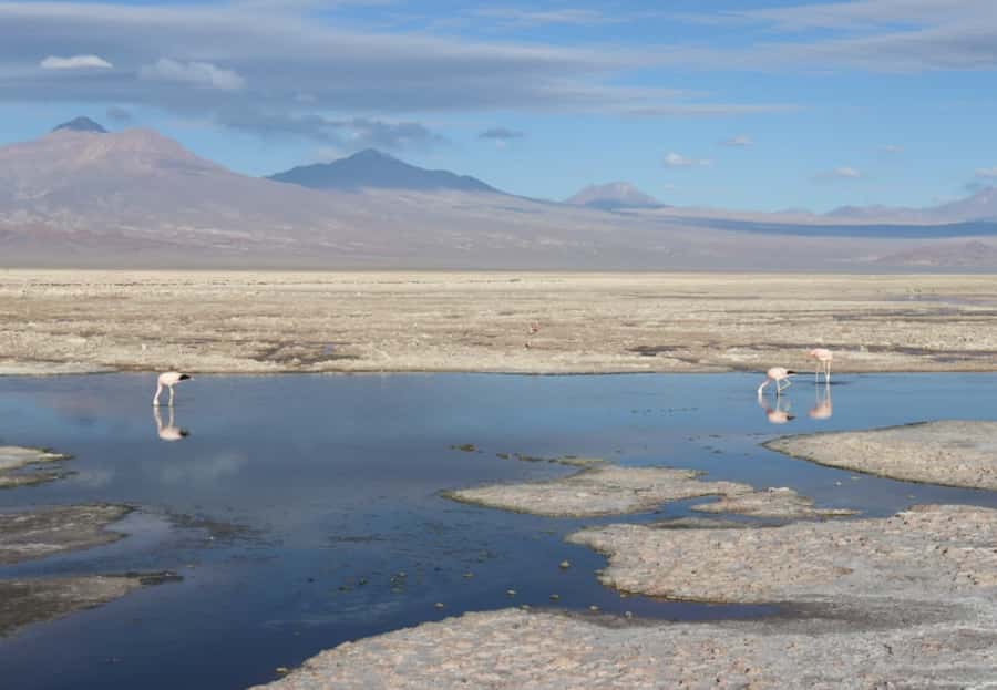 Full day Altiplanic Lagoons, Piedras Rojas and Chaxa Lagoon - Group Size, Guide Styles, and Language Options That Actually Matter