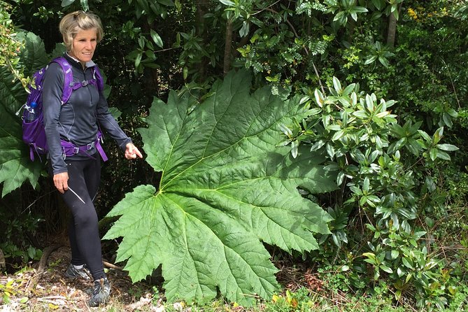 Full day HIKE Alerce Andino Parque Nacional. - Key things to know before you go