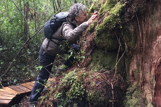 Full day HIKE Alerce Andino Parque Nacional. - What you’ll see along the route, beyond the trees
