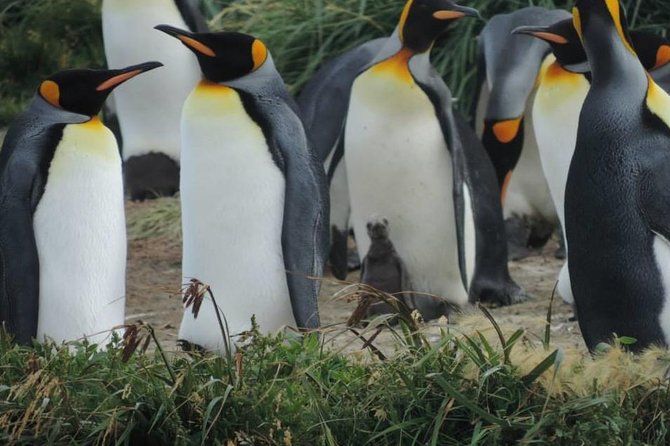 FULL DAY KING PENGUIN COLONY (private tours) - Key things to know before you go