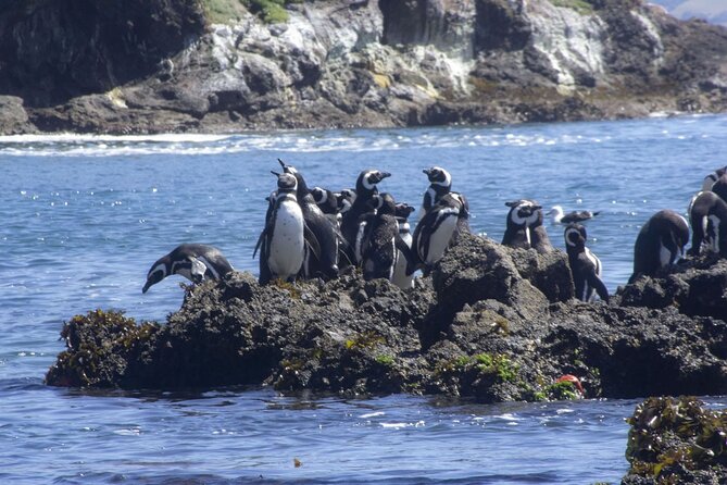 Full Day on Chiloé Island Visiting Penguins in Puñihuil - Ancud stop: churches, Plaza de Armas, and Central Market snacks