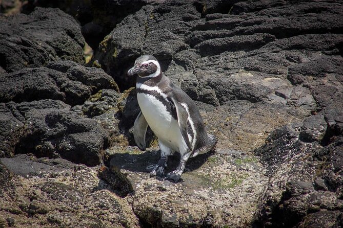Full Day on Chiloé Island Visiting Penguins in Puñihuil - Ferry, buses, and total time: what 8 to 10 hours really means