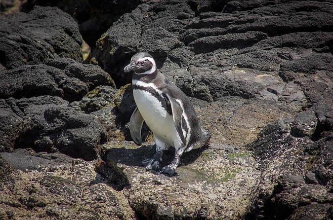 Full Day on Chiloé Island Visiting Penguins in Puñihuil - Guides, language, and how the day stays understandable