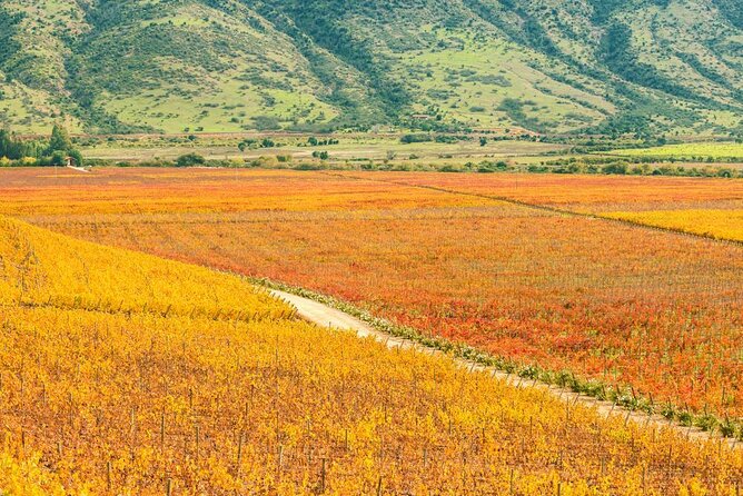 Full Day Private Colchagua Wine Tour from Santiago - Key highlights you’ll actually feel during the day