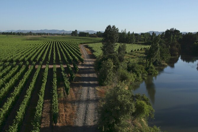 Full Day Private Colchagua Wine Tour from Santiago - Stop 2: Clos Apalta, 1907 vines and an organic approach