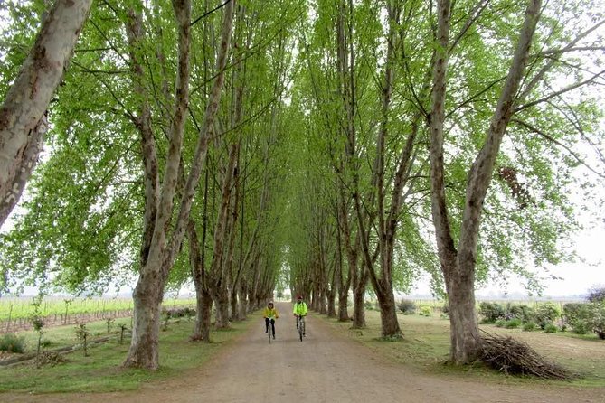 Full-Day Private Maipo Valley Bike Tour and Wine Tasting from Santiago - Isla de Maipo by bike: the easy route, the river-world, and the lunch villa