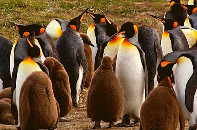 Full Day Tierra del Fuego King Penguins - Pinguino Rey Park: your King penguin viewpoint stop