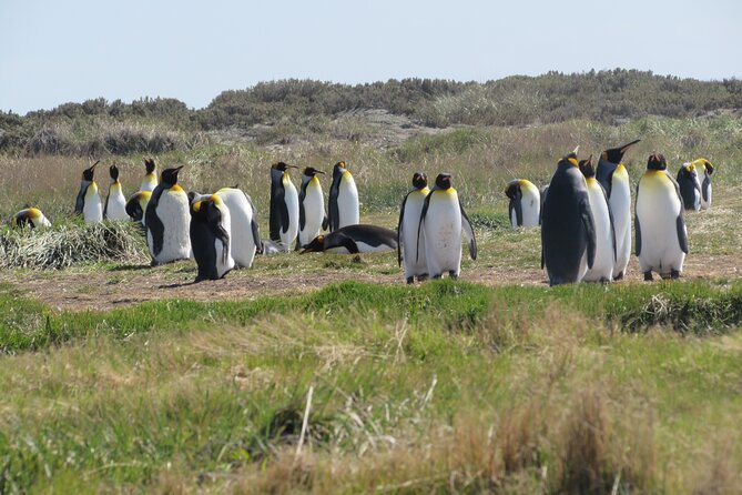 Full Day Tierra del Fuego King Penguins - Heading back via Punta Delgada: ferries, delays, and more country views