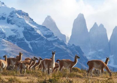 Full-Day Torres del Paine National Park from El Calafate