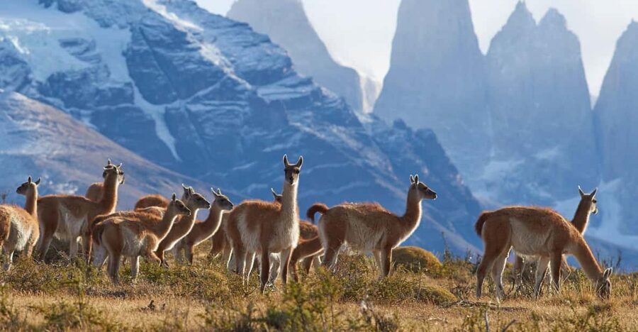 Full-Day Torres del Paine National Park from El Calafate - Lunch, snacks, and what you should actually pack