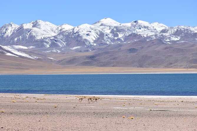 Full Day Tour Piedras Rojas Altiplanic Lagoons Chaxa Lagoon - A big loop through salt, lagoons, and protected wildlife