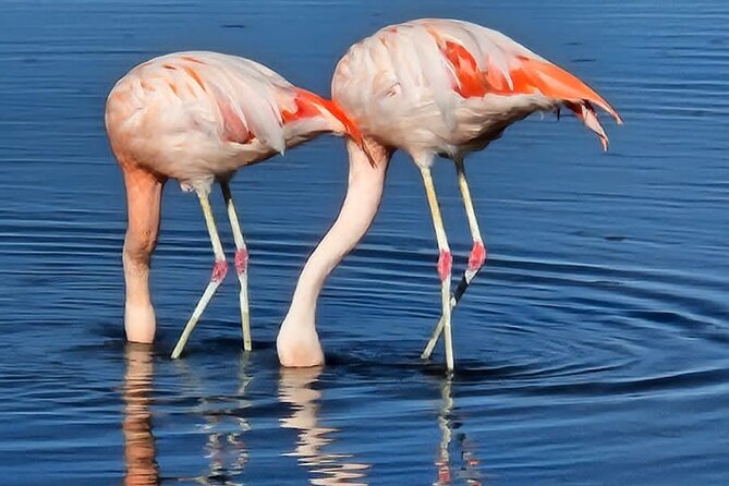 Full Day Tour to Piedras Rojas, Altiplanic Lagoons and Chaxa - Tropico de Capricornio and the breakfast stop