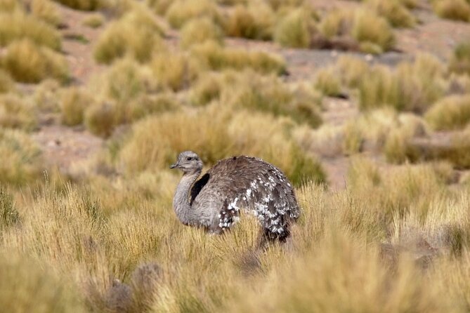 Geysers del Tatio - Price and value: $70 plus the Tatio park entrance