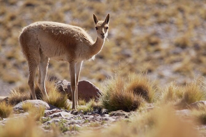 Geysers del Tatio - Guides and the multilingual edge