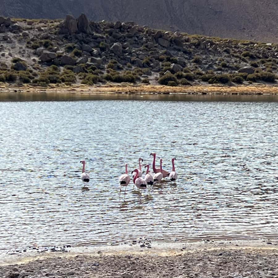 Geysers del Tatio: Sunrise and breakfast in Atacama - FAQ