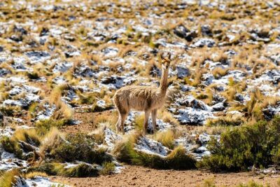 Guided tour to the Tatio Geyser breakfast at Geyser Blanco