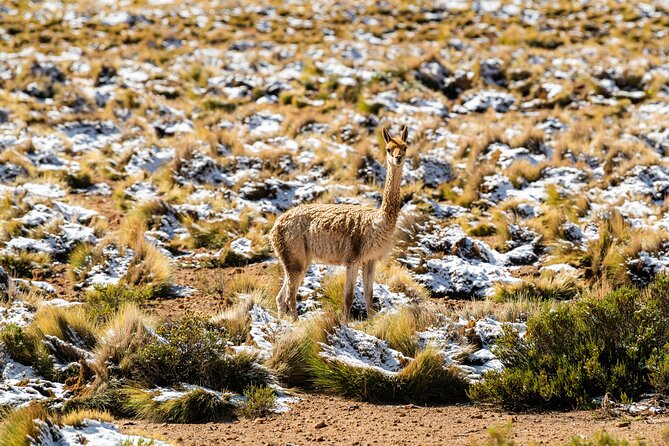 Guided tour to the Tatio Geyser breakfast at Geyser Blanco - El Geyser del Tatio stop: fumaroles, cold air, and the walk you’ll remember