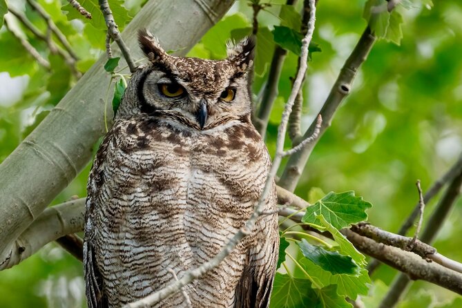 Half-Day Birdwatching Santiago: Wetland or Mountain - Key highlights worth getting excited about