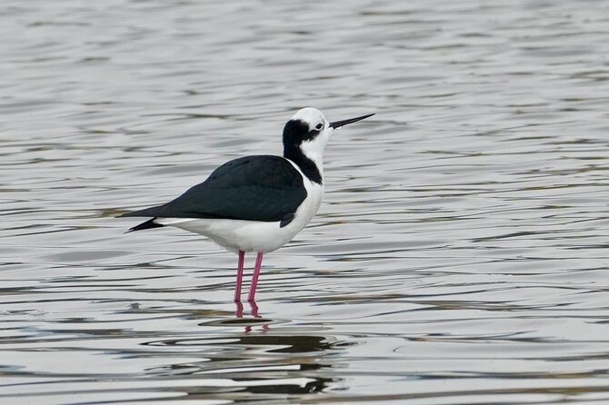 Half-Day Birdwatching Santiago: Wetland or Mountain - Batuco Wetland: freshwater birds and reed-bed viewing